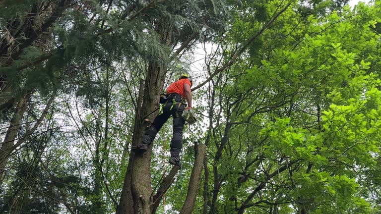 Tree and Shrub Care in Mckinleyville, CA